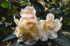 Ammerländer Gartentage im Hobbie Rhododendron-Park
