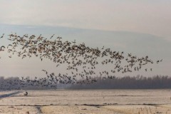 Interessenkonflikt: Niedersachsen plant Ausweitung der Gänsejagd