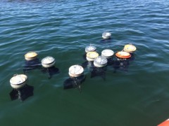 Makroplastik in der südlichen Nordsee