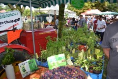 Ostfriesischer Genießertag in Campen